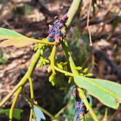 Eurymela distincta at The Fair, Watson - 4 Mar 2024