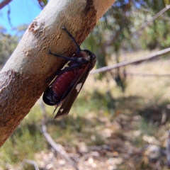 Eurymela distincta at The Fair, Watson - 4 Mar 2024