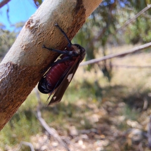 Eurymela distincta at The Fair, Watson - 4 Mar 2024 12:04 PM