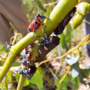 Eurymela distincta at The Fair, Watson - 4 Mar 2024