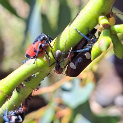Iridomyrmex purpureus (Meat Ant) at Mount Majura - 4 Mar 2024 by abread111