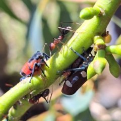 Iridomyrmex purpureus at Mount Majura - 4 Mar 2024