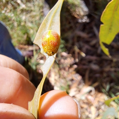 Paropsisterna fastidiosa (Eucalyptus leaf beetle) at Watson, ACT - 4 Mar 2024 by abread111