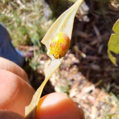 Paropsisterna fastidiosa at The Fair, Watson - 4 Mar 2024