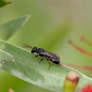 Hylaeus (Prosopisteron) littleri at Harrison, ACT - 2 Mar 2024