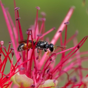 Hylaeus (Prosopisteron) littleri at Harrison, ACT - 2 Mar 2024