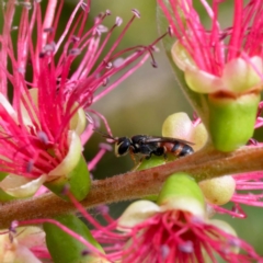 Hylaeus (Prosopisteron) littleri at Harrison, ACT - 2 Mar 2024