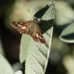 Dispar compacta (Barred Skipper) at Hall, ACT - 4 Mar 2024 by Anna123