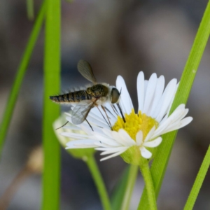 Bombyliidae (family) at Harrison, ACT - 4 Mar 2024 02:04 PM