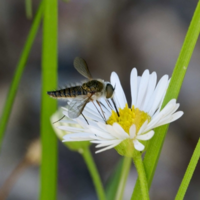 Unidentified Bee fly (Bombyliidae) at Harrison, ACT - 4 Mar 2024 by DPRees125