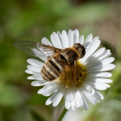 Villa sp. (genus) (Unidentified Villa bee fly) at Harrison, ACT - 4 Mar 2024 by DPRees125