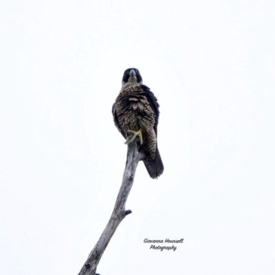 Falco peregrinus (Peregrine Falcon) at Broulee, NSW - 4 Mar 2024 by Gee
