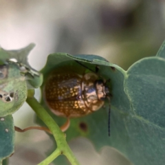 Paropsisterna cloelia at Russell, ACT - 4 Mar 2024