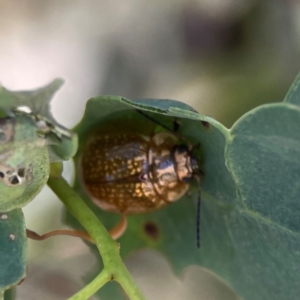 Paropsisterna cloelia at Russell, ACT - 4 Mar 2024