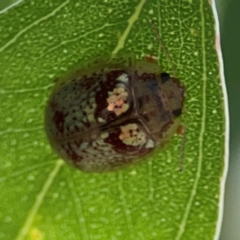 Paropsisterna laesa (Laesa leaf beetle) at Russell, ACT - 4 Mar 2024 by Hejor1