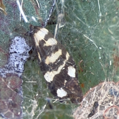 Unidentified Curved-horn moth (all Gelechioidea except Oecophoridae) at Russell, ACT - 4 Mar 2024 by Hejor1