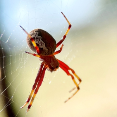 Salsa fuliginata (Sooty Orb-weaver) at Russell, ACT - 4 Mar 2024 by Hejor1