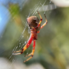 Salsa fuliginata at Russell, ACT - 4 Mar 2024 04:05 PM