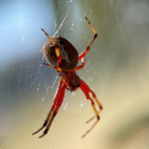 Salsa fuliginata at Russell, ACT - 4 Mar 2024 04:05 PM