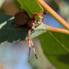 Salsa fuliginata (Sooty Orb-weaver) at Russell, ACT - 4 Mar 2024 by Hejor1