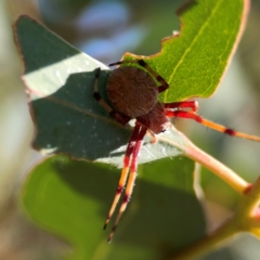 Salsa fuliginata at Russell, ACT - 4 Mar 2024 04:08 PM