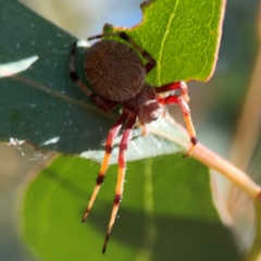 Salsa fuliginata at Russell, ACT - 4 Mar 2024 04:08 PM