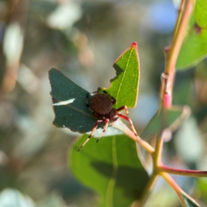 Salsa fuliginata at Russell, ACT - 4 Mar 2024 04:08 PM