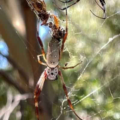 Trichonephila edulis (Golden orb weaver) at Russell, ACT - 4 Mar 2024 by Hejor1