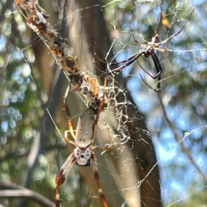 Trichonephila edulis at Russell, ACT - 4 Mar 2024