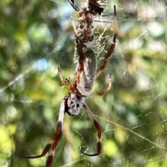 Trichonephila edulis at Russell, ACT - 4 Mar 2024 01:54 PM