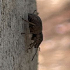 Polyphrades paganus at Russell, ACT - 4 Mar 2024