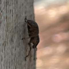 Polyphrades paganus at Russell, ACT - 4 Mar 2024