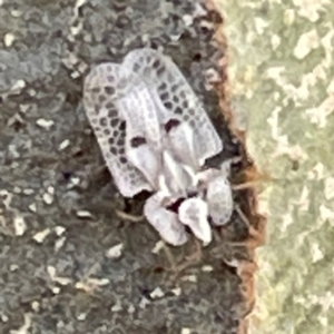 Corythucha ciliata at Russell, ACT - 4 Mar 2024 02:02 PM