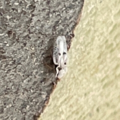 Corythucha ciliata at Russell, ACT - 4 Mar 2024 02:02 PM