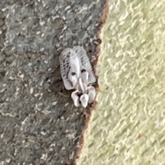 Corythucha ciliata at Russell, ACT - 4 Mar 2024 02:02 PM