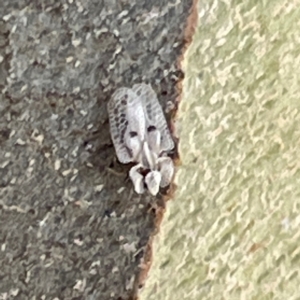 Corythucha ciliata at Russell, ACT - 4 Mar 2024