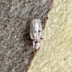 Corythucha ciliata at Russell, ACT - 4 Mar 2024 02:02 PM