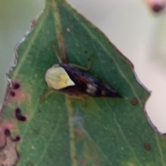 Brunotartessus fulvus (Yellow-headed Leafhopper) at Russell, ACT - 4 Mar 2024 by Hejor1