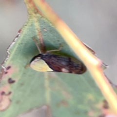 Brunotartessus fulvus at Russell, ACT - 4 Mar 2024 04:10 PM