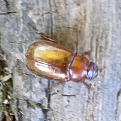 Heteronyx sp. (genus) (Scarab beetle) at Russell, ACT - 4 Mar 2024 by Hejor1