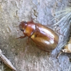 Heteronyx sp. (genus) at Russell, ACT - 4 Mar 2024