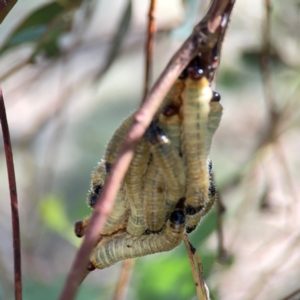 Perginae sp. (subfamily) at Russell, ACT - 4 Mar 2024