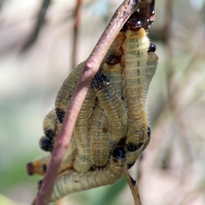 Perginae sp. (subfamily) at Russell, ACT - 4 Mar 2024