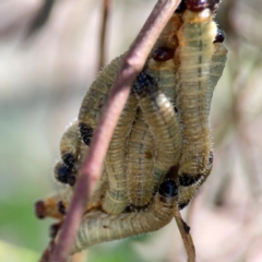 Perginae sp. (subfamily) at Russell, ACT - 4 Mar 2024