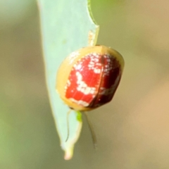 Paropsisterna laesa species complex (Laesa leaf beetle) at Russell, ACT - 4 Mar 2024 by Hejor1