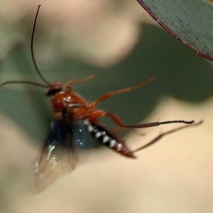 Lissopimpla excelsa at Russell, ACT - 4 Mar 2024