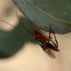 Lissopimpla excelsa at Russell, ACT - 4 Mar 2024 04:21 PM