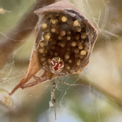 Theridion pyramidale (Tangle-web spider) at Russell, ACT - 4 Mar 2024 by Hejor1