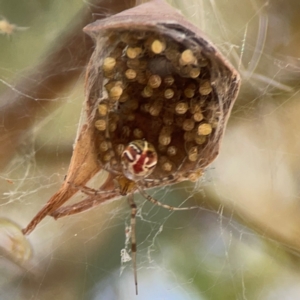 Theridion pyramidale at Russell, ACT - 4 Mar 2024