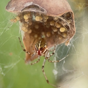 Theridion pyramidale at Russell, ACT - 4 Mar 2024